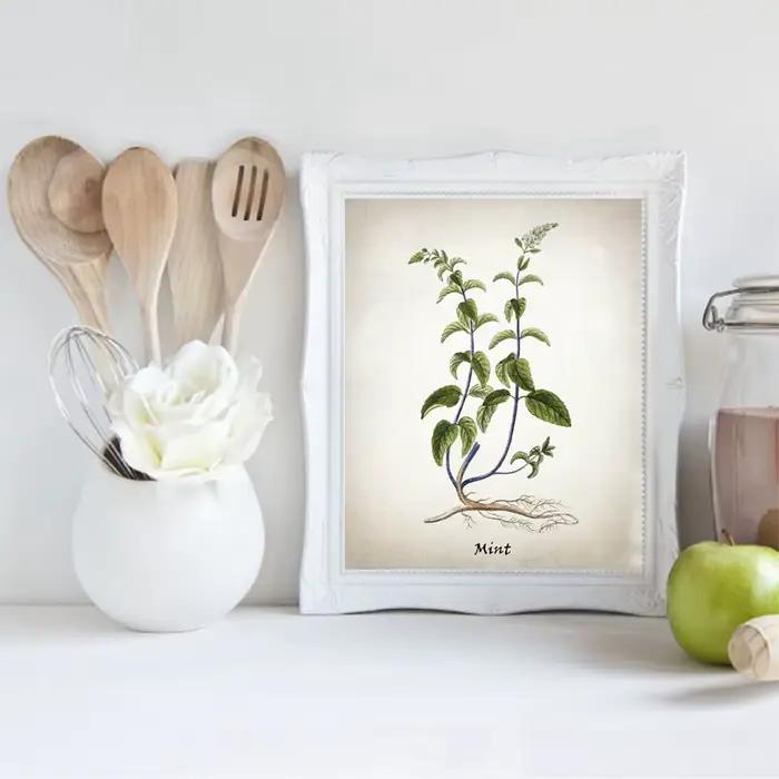 Affiches et impressions d'herbes culinaires vintage