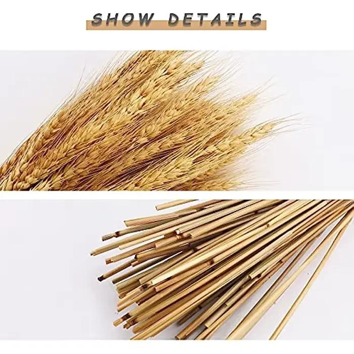 Pointes de blé séchées naturelles pour la décoration