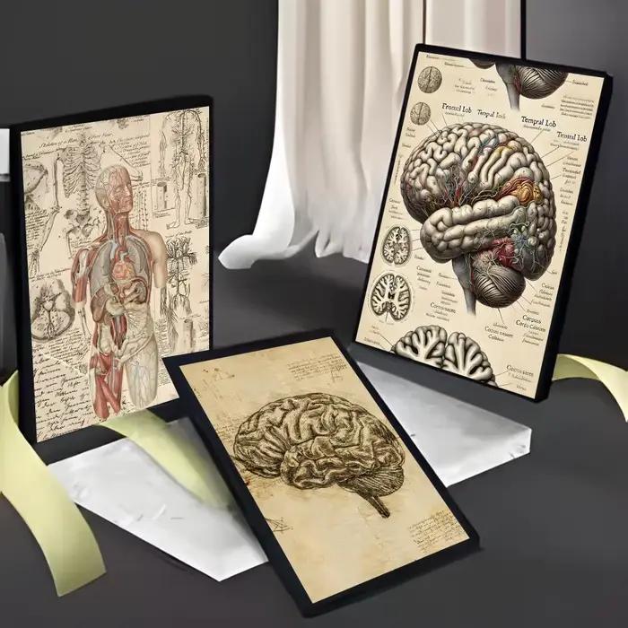 Affiche médicale d'anatomie humaine