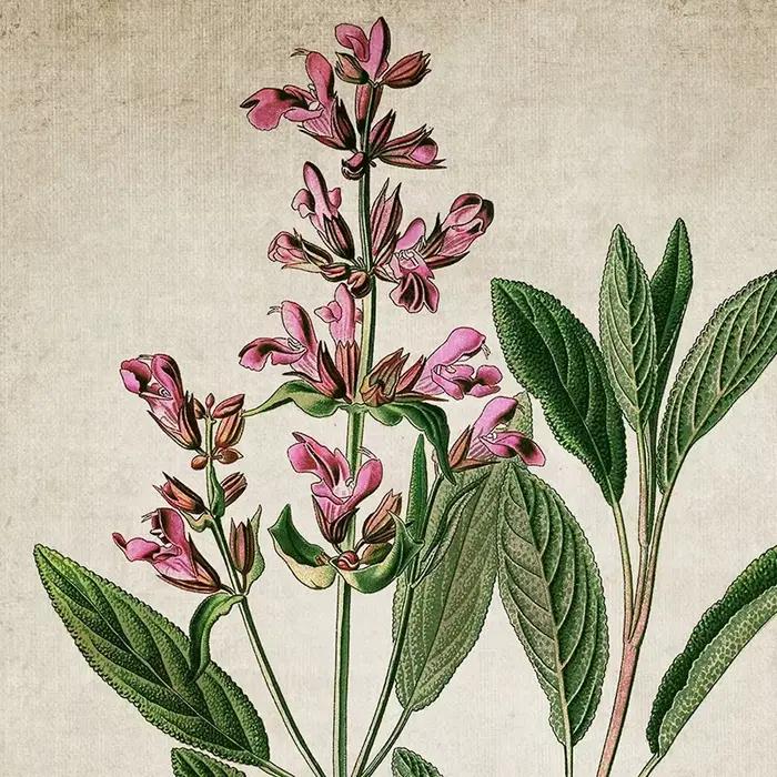 Affiche et imprimés sur toile d'art d'herbes Vintage