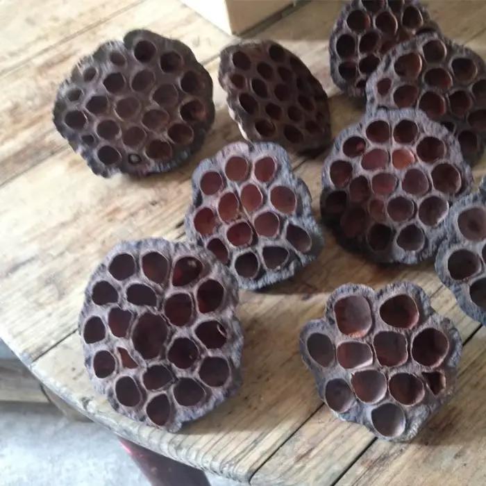 Fleurs d'Annie Naturelles vaccées pour Décoration de Bureau
