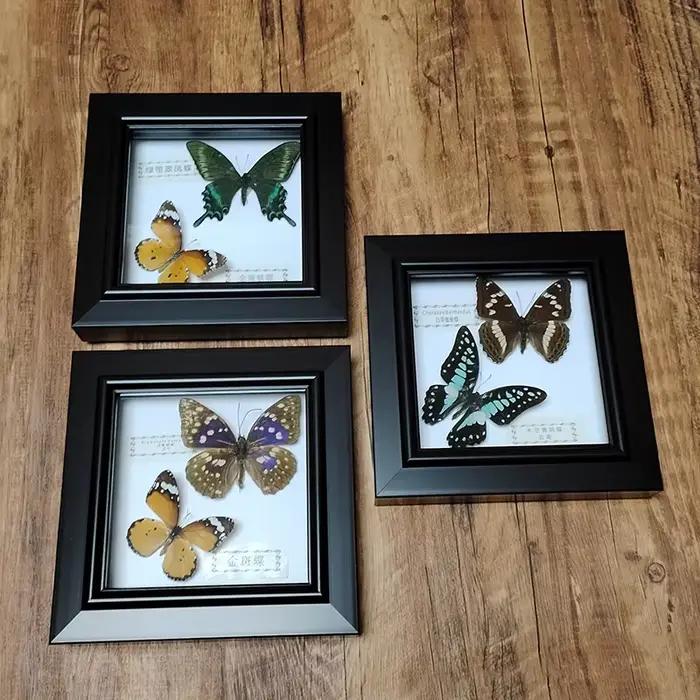 Véritable papillon encadré à la main deux papillons spécimen dans la boîte d'ombre Collection Unique taxidermie objets