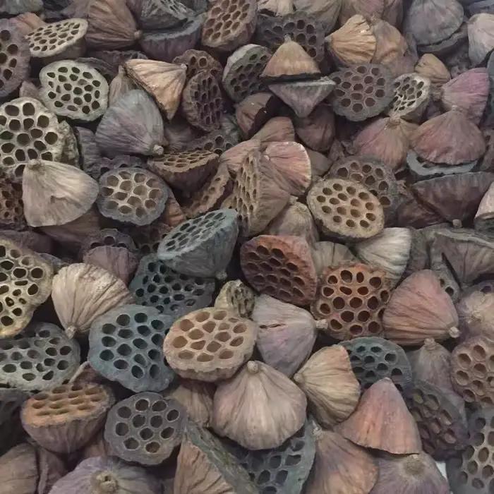 Fleurs d'Annie Naturelles vaccées pour Décoration de Bureau
