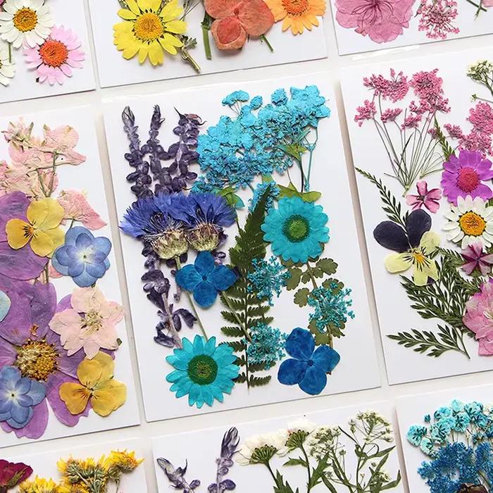Fleurs séchées véritable plante naturelle pressée fleur pour résine époxy remplissage bricolage Nail Art artisanat