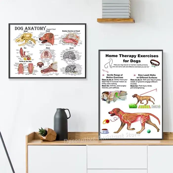 Affiche de diagramme d'anatomie de chien, gardez votre chien et chat, impression saine, peinture sur toile d'art mural vétérinaire, décor mural d'hôpital Animal