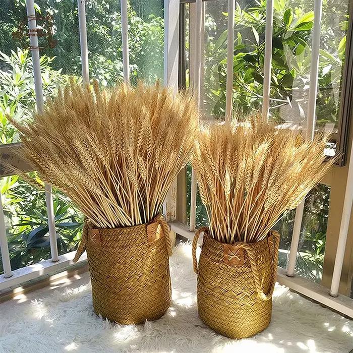 Pointes de blé séchées naturelles pour la décoration