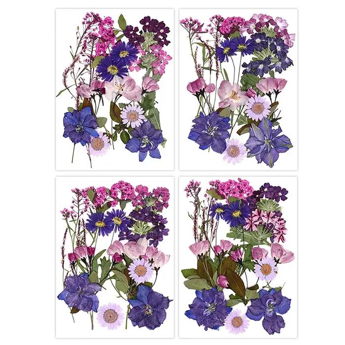 Fleurs séchées véritable plante naturelle pressée fleur pour résine époxy remplissage bricolage Nail Art artisanat
