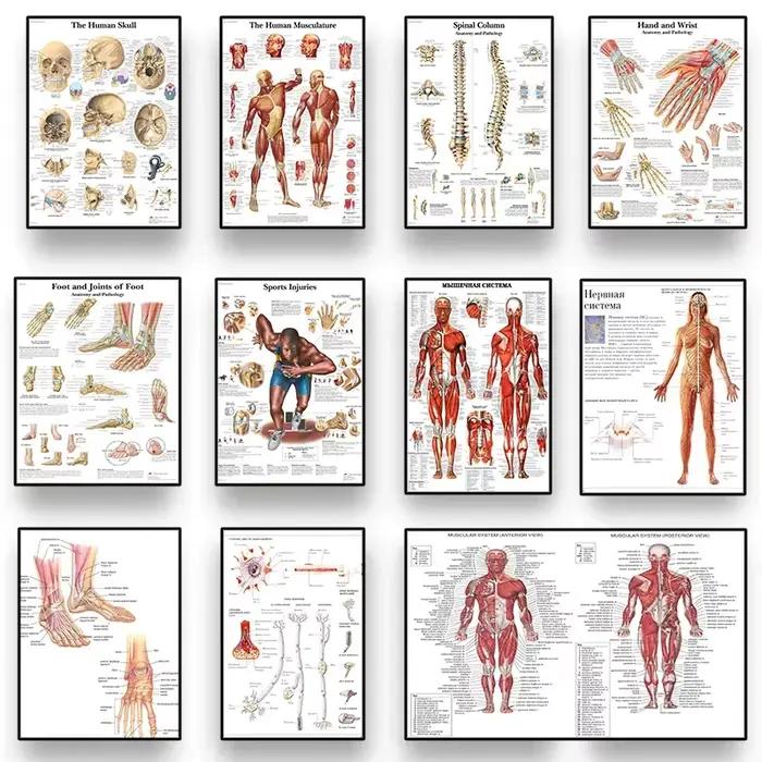 Affiche HD d'anatomie humaine