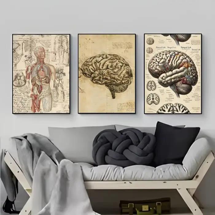 Affiche médicale d'anatomie humaine