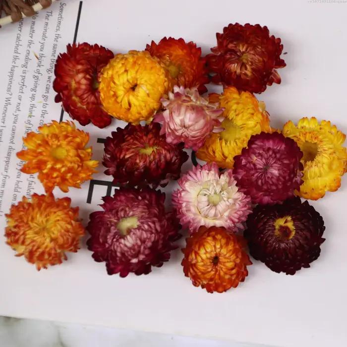 Têtes de fleurs séchées naturelles (tournesol