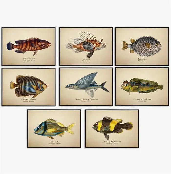 Images Vintage poissons tropicaux méduses coquilles vie Marine Art abstrait peintures sur toile