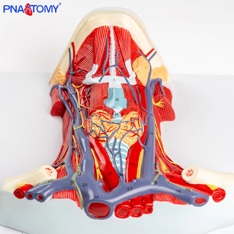 Anatomie complète du cou : modèle médical détaillé avec les muscles, les vaisseaux sanguins, les ner
