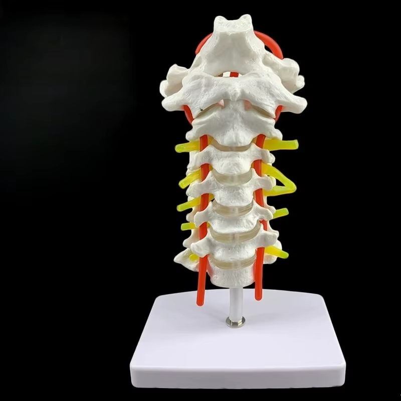 Modèle anatomique humain modèle de vertèbre cervicale colonne cervicale avec artère du cou disque d'