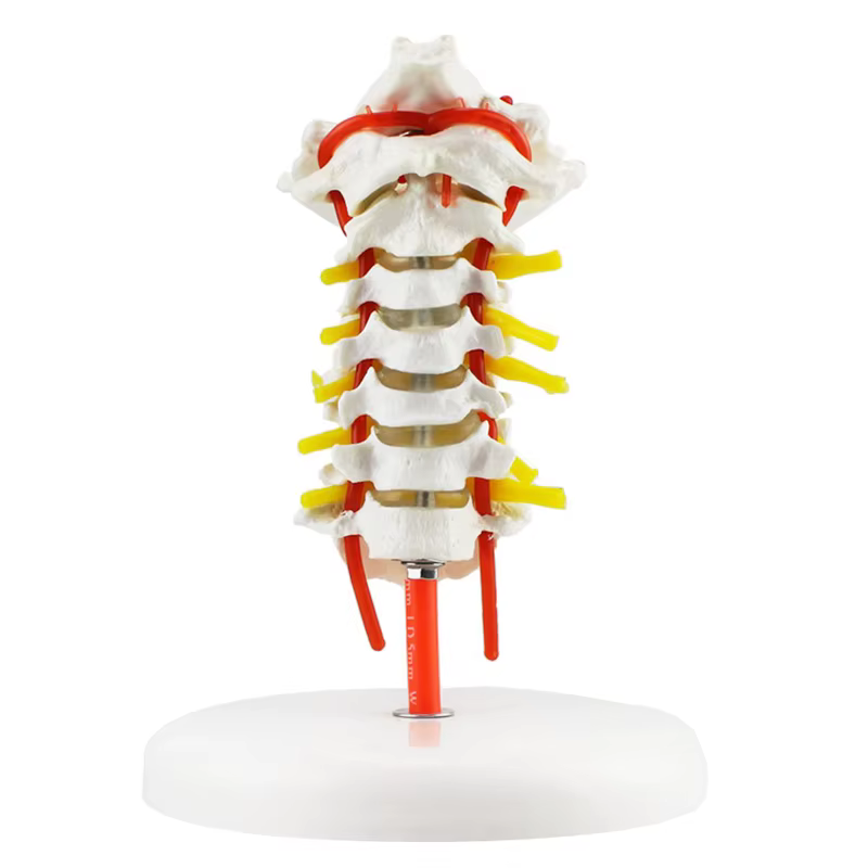 Modèle anatomique humain modèle de vertèbre cervicale colonne cervicale avec artère du cou disque d'