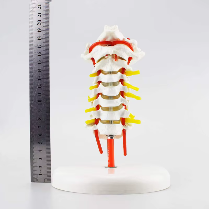 Modèle anatomique humain modèle de vertèbre cervicale colonne cervicale avec artère du cou disque d'os occipital et modèle nerveux