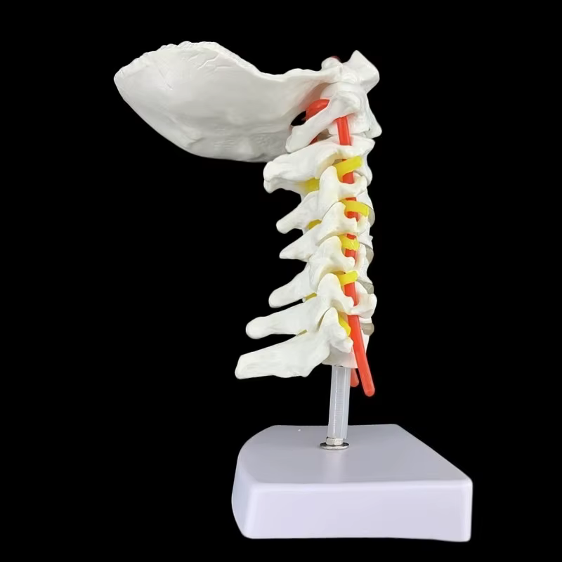 Modèle anatomique humain modèle de vertèbre cervicale colonne cervicale avec artère du cou disque d'os occipital et modèle nerveux