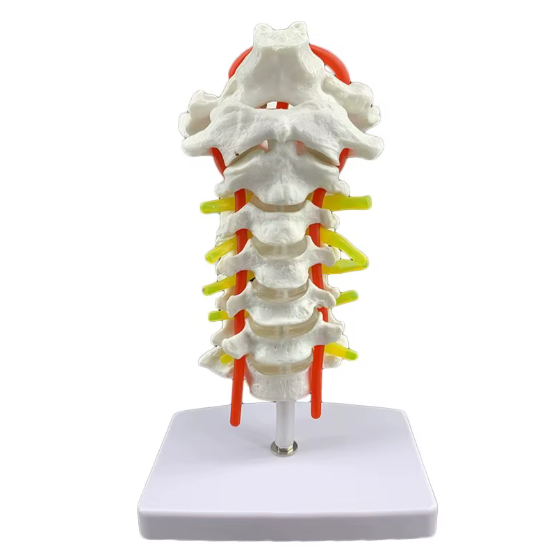 Modèle anatomique humain modèle de vertèbre cervicale colonne cervicale avec artère du cou disque d'os occipital et modèle nerveux