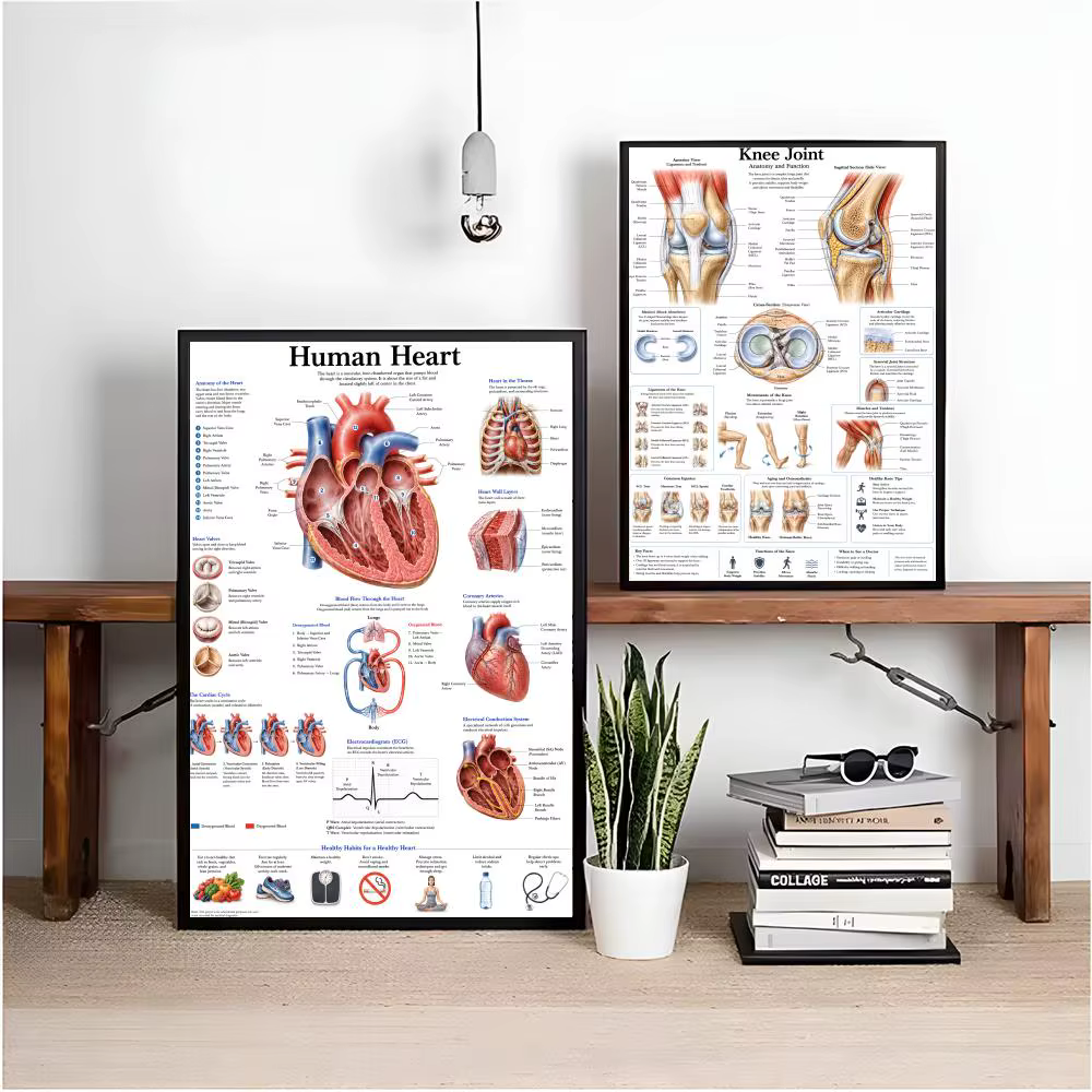 Anatomie de l'œil humain, système musculaire, peinture, calligraphie, images, décoration murale intérieure pour chambre, affiche sur toile, art mural