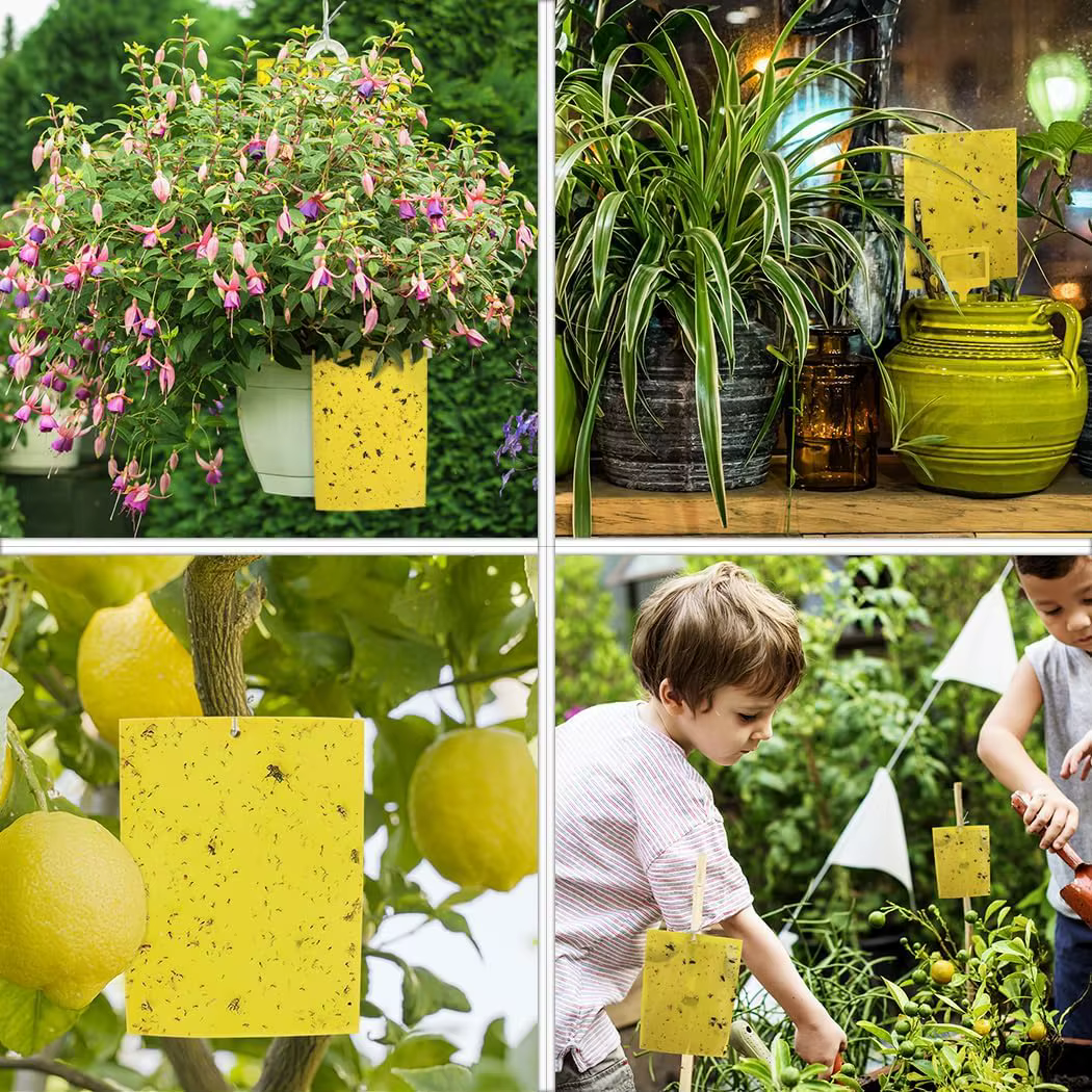 Ruban Adhésif Double Face Ultra-Adhésif Anti-Insectes Jaune – Piège Autocollant pour Arbres – Contrôle des Nuisibles de Jardin – Prévient les Mites et les Insectes Grimpants sur les Arbres