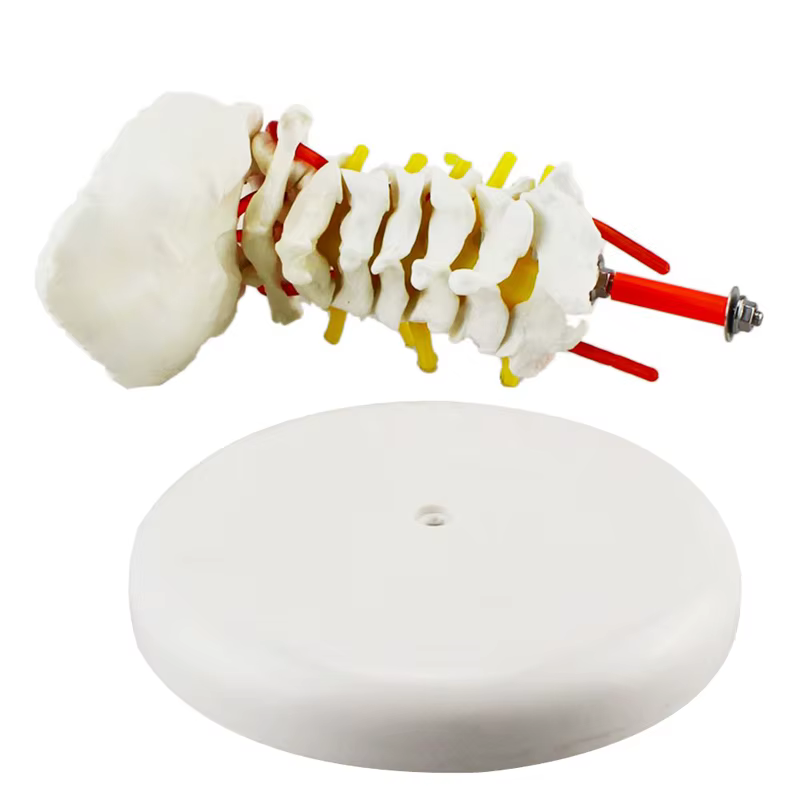 Modèle anatomique humain modèle de vertèbre cervicale colonne cervicale avec artère du cou disque d'os occipital et modèle nerveux